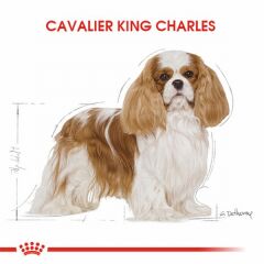Royal Canin Cavalier King Charles Adult Yetişkin Köpek Maması 1,5 Kg