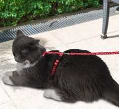 PetTagArt Kırmızı Beyaz Pati Desenli Ayarlanabilir Kedi Göğüs Tasma Seti 10 mm 110 cm