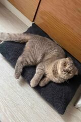 Patiderm Peluş Kedi ve Köpek Yatağı Yer Minderi - Karışık Renk