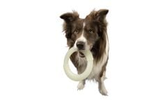 Kiwi Walker Fosforlu Dayanıklı Yüzen Köpek Oyuncağı Mini Halka