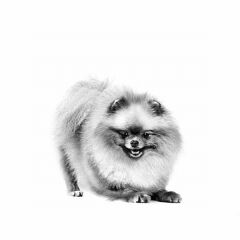 Royal Canin Pomeranian Adult Yetişkin Köpek Maması 3 Kg