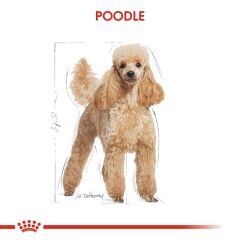 Royal Canin Poodle Pouch 85 Gr 4'Lü Paket